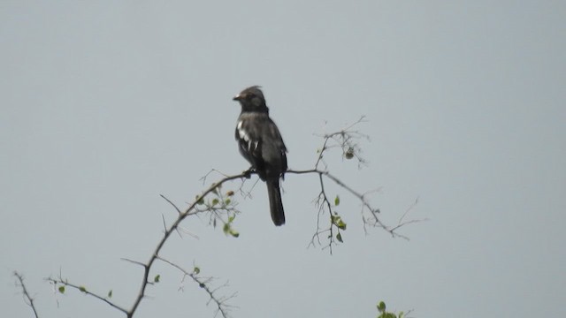 bylinorubec peruánský - ML646123692