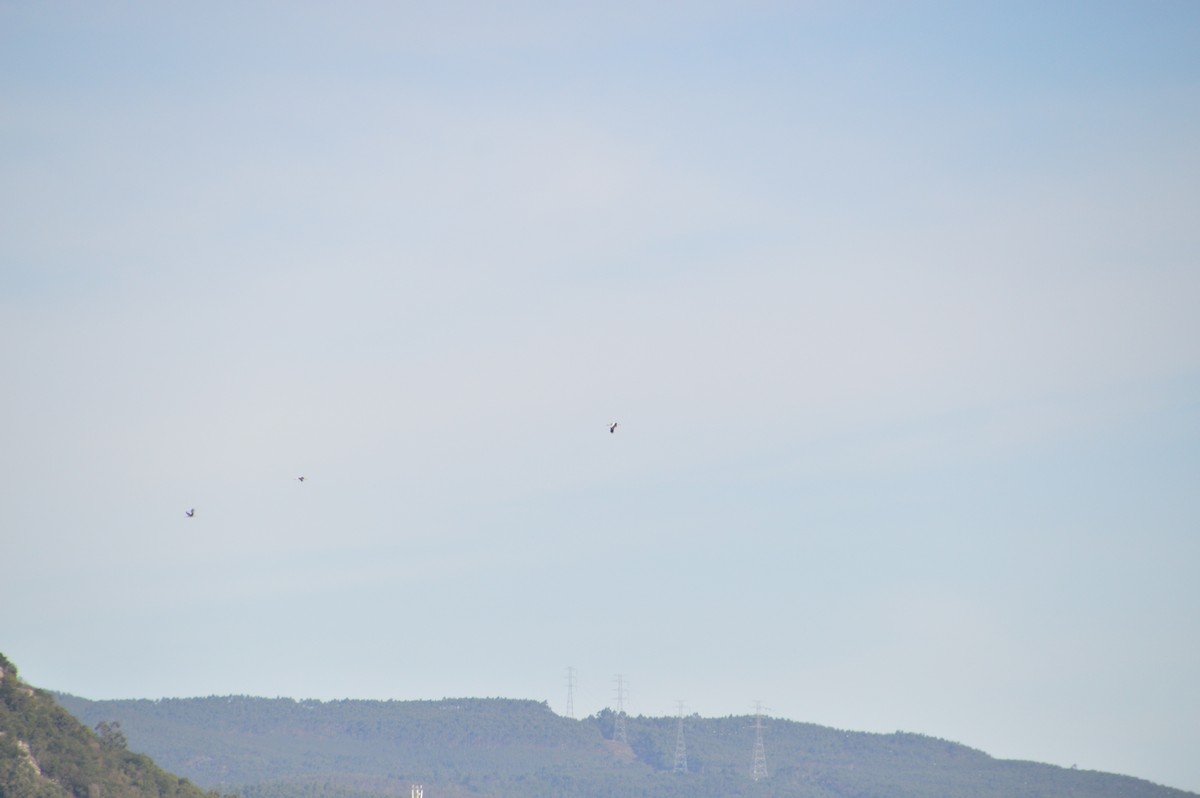 čáp bílý - ML646123693