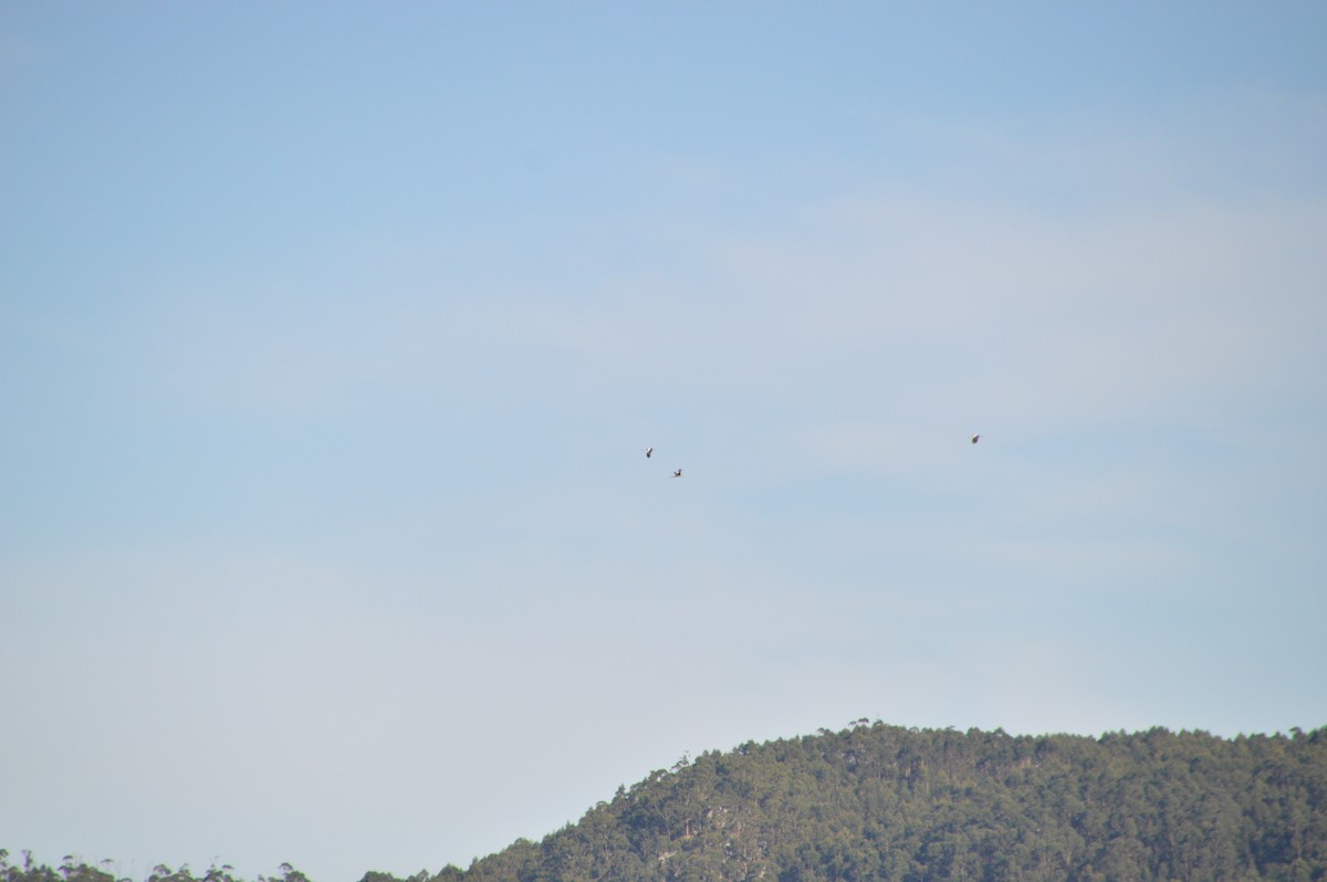 čáp bílý - ML646123694