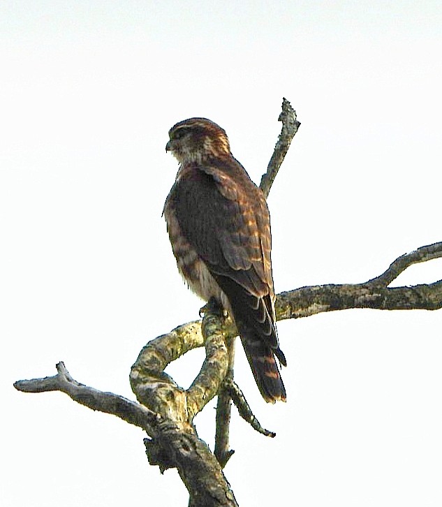 Merlin - ML646123695