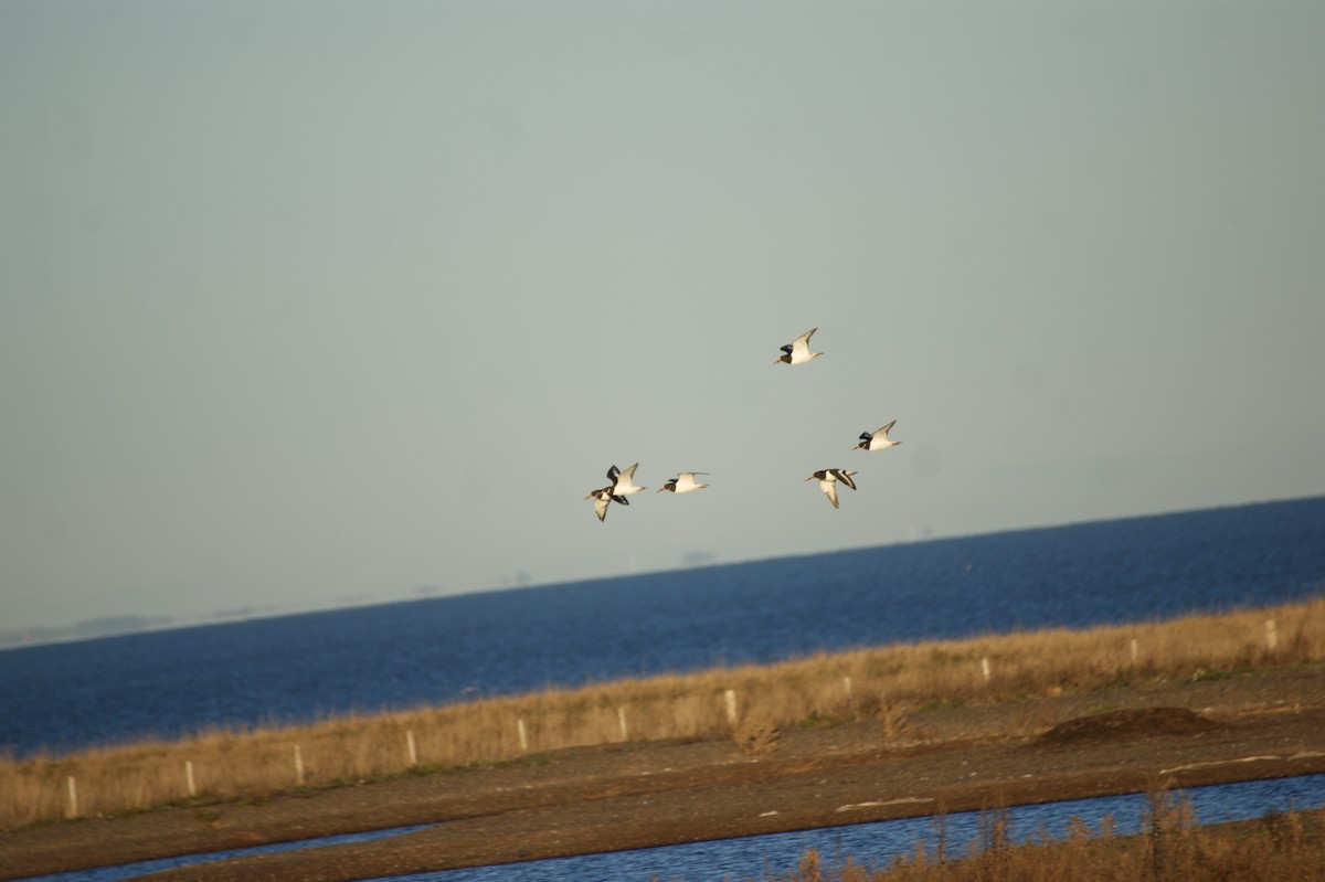 Eurasian Oystercatcher - ML646123696