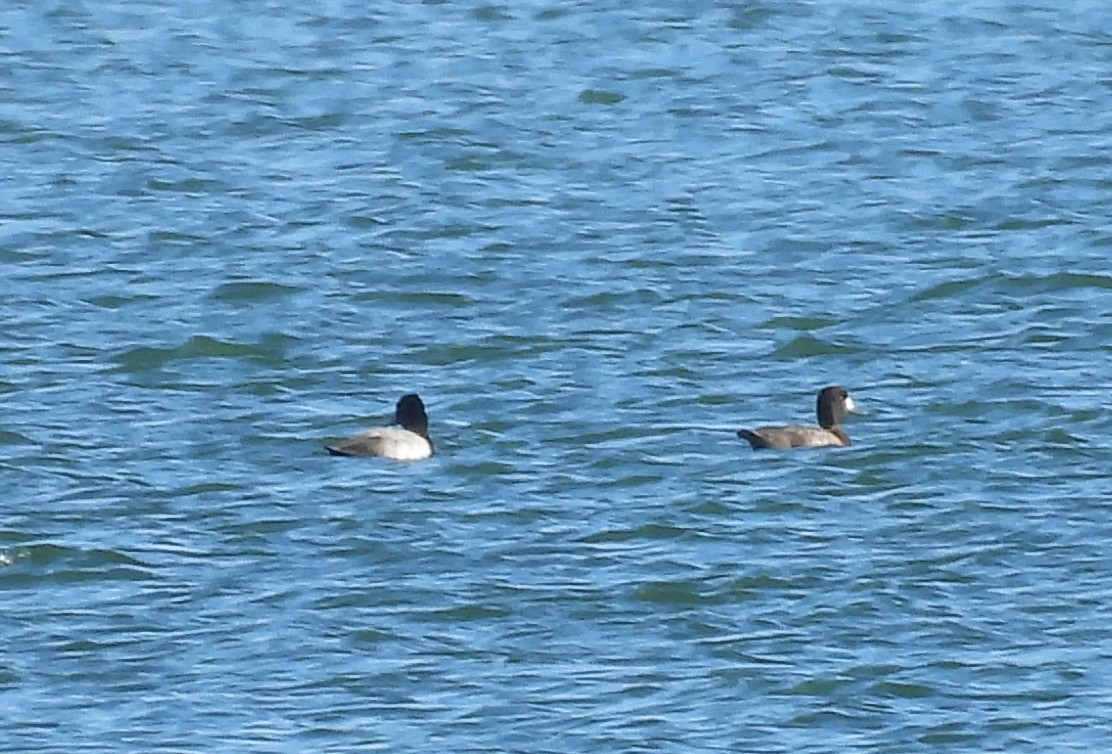 Lesser Scaup - ML646123697