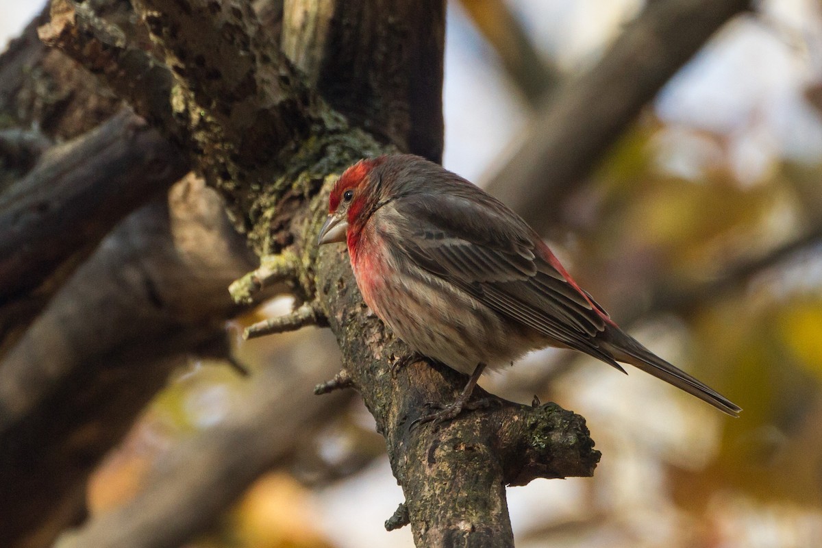 House Finch - ML646123698