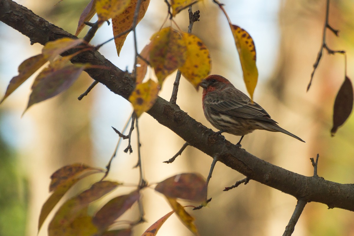 House Finch - ML646123699