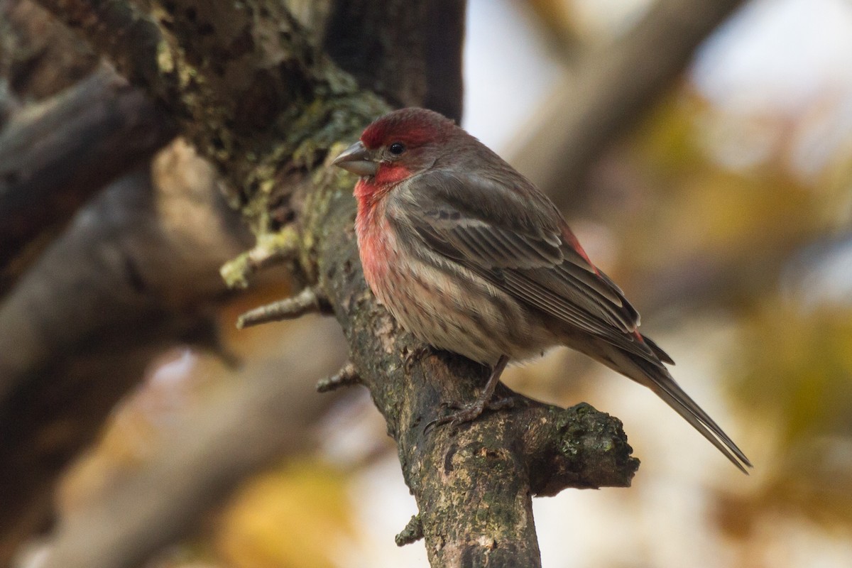 House Finch - ML646123700