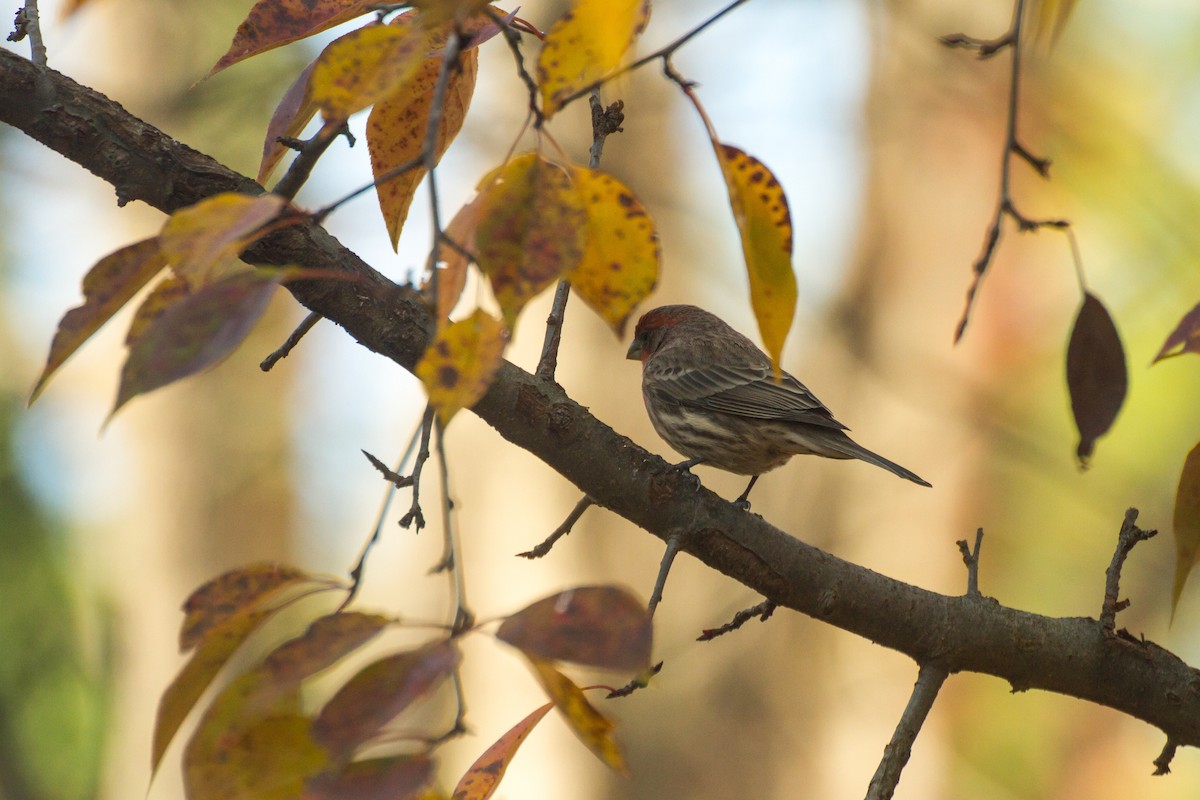 House Finch - ML646123701