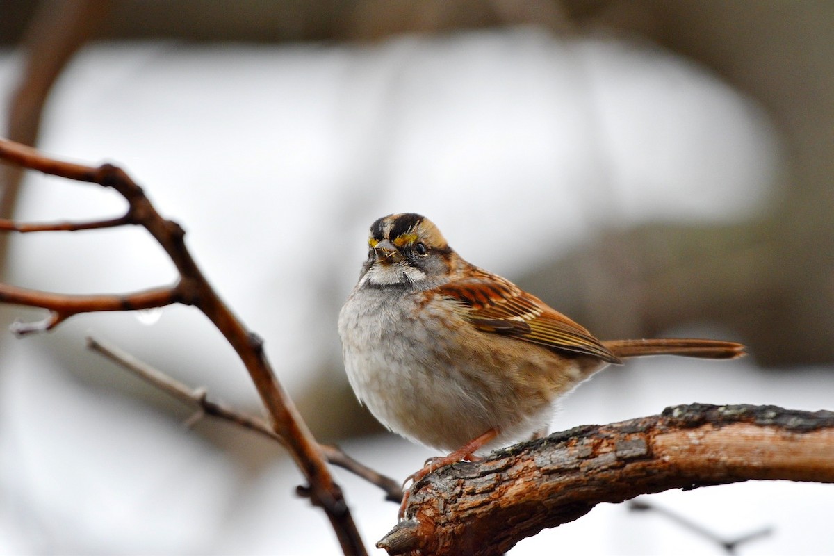 White-throated Sparrow - ML646123702