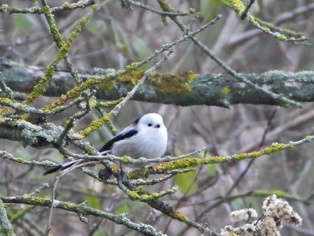 Long-tailed Tit - ML646123703