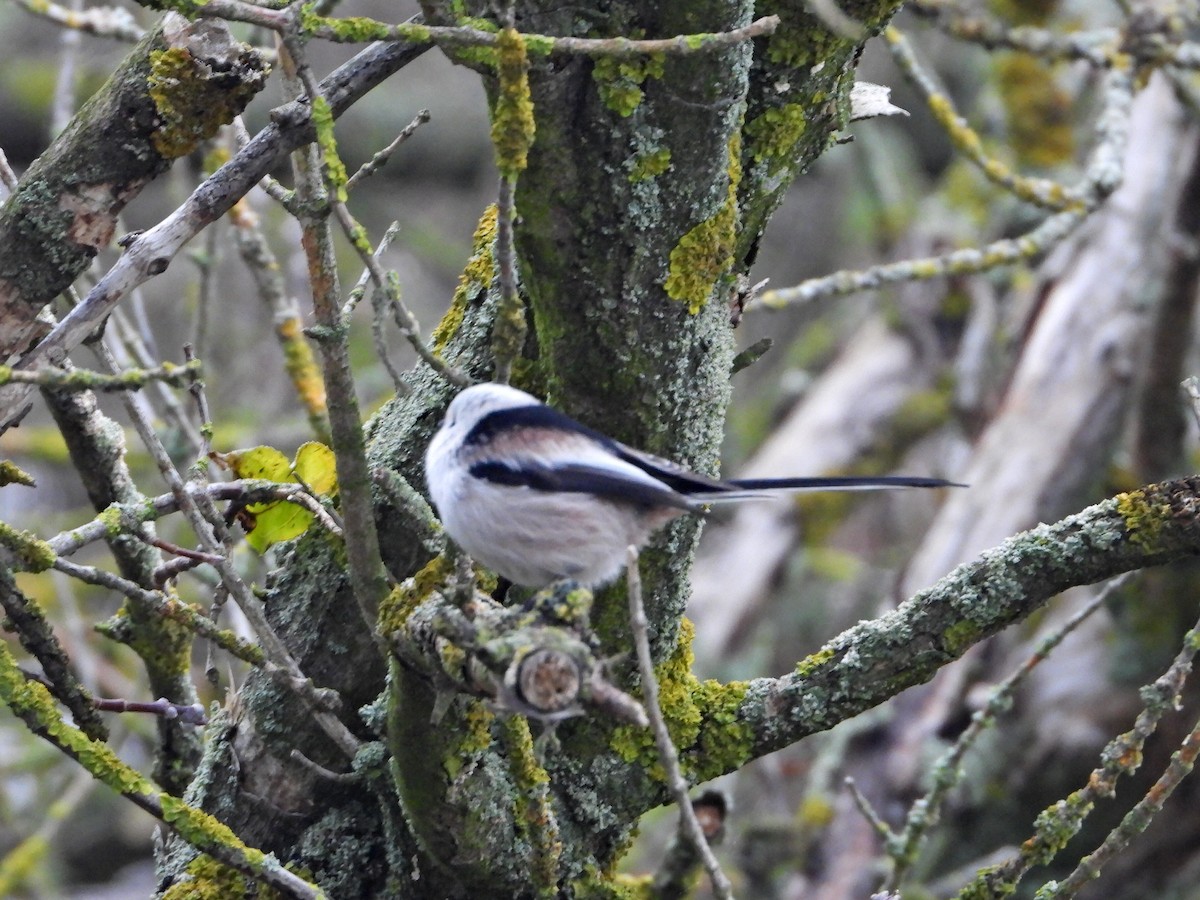 Long-tailed Tit - ML646123704
