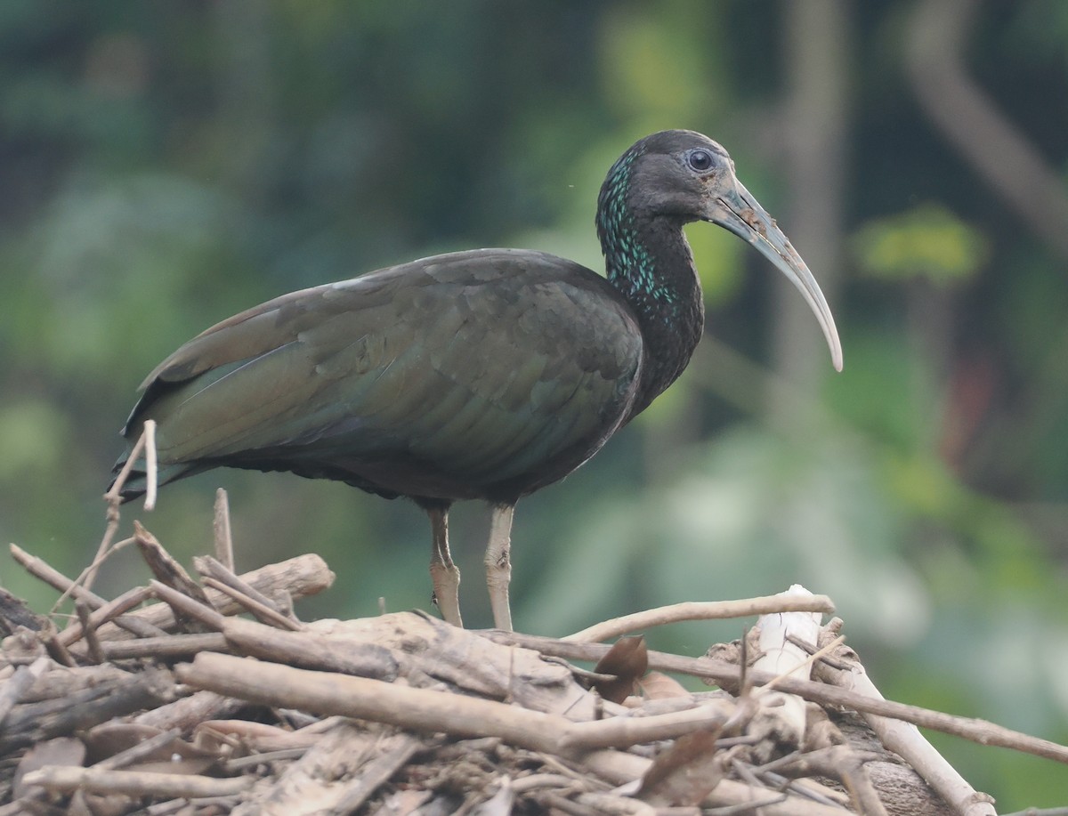 Green Ibis - ML646123705