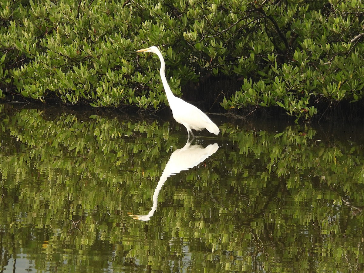 Great Egret - ML646123706