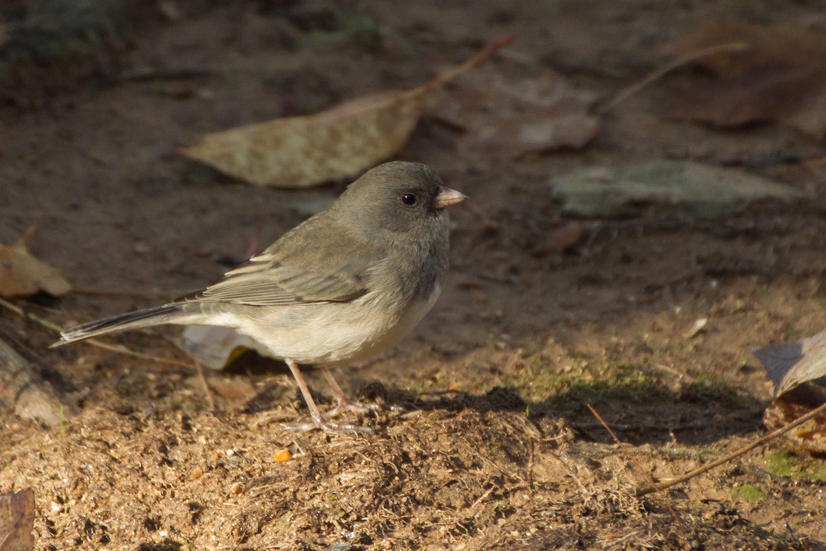Dark-eyed Junco - ML646123707