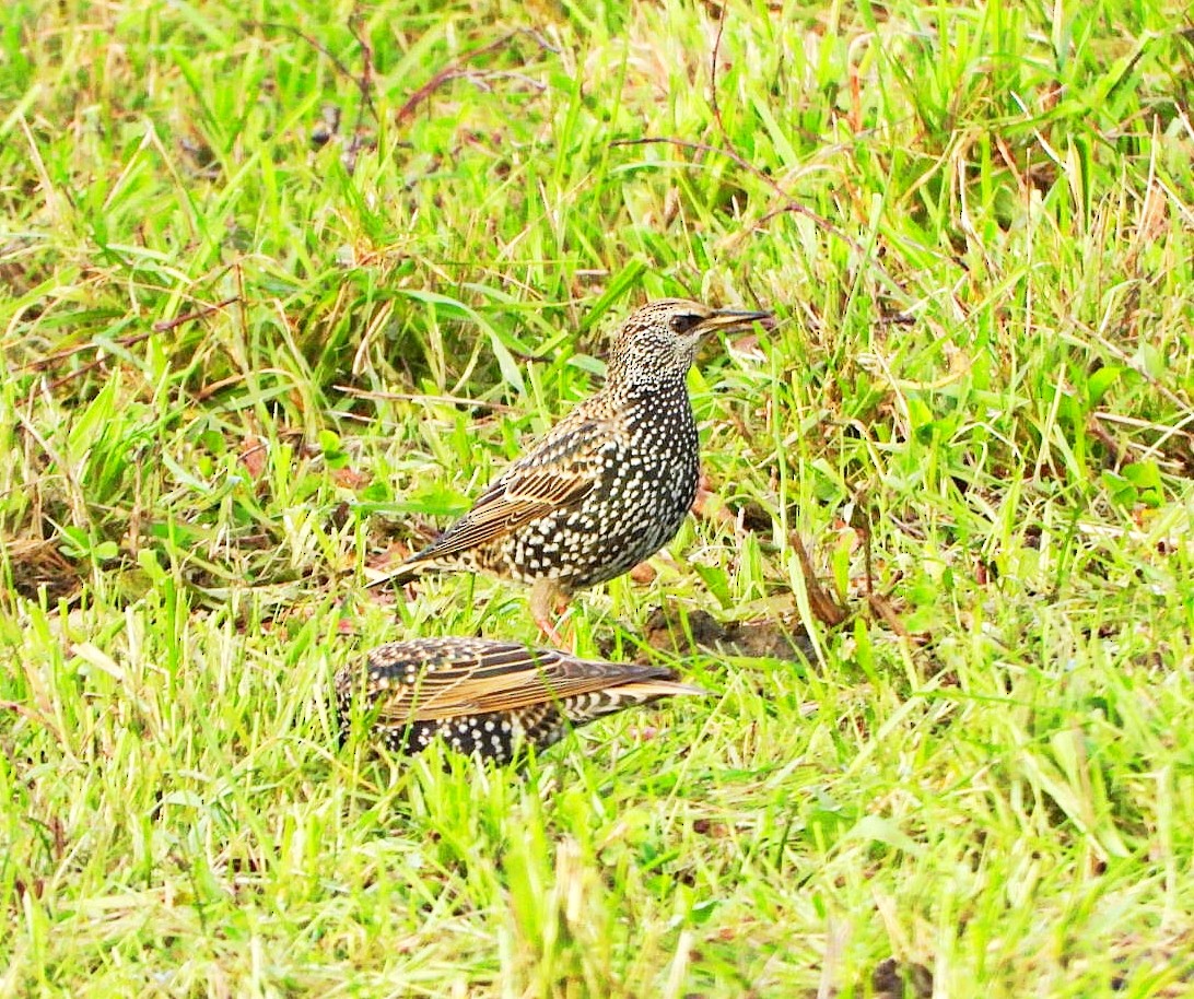 European Starling - ML646123709