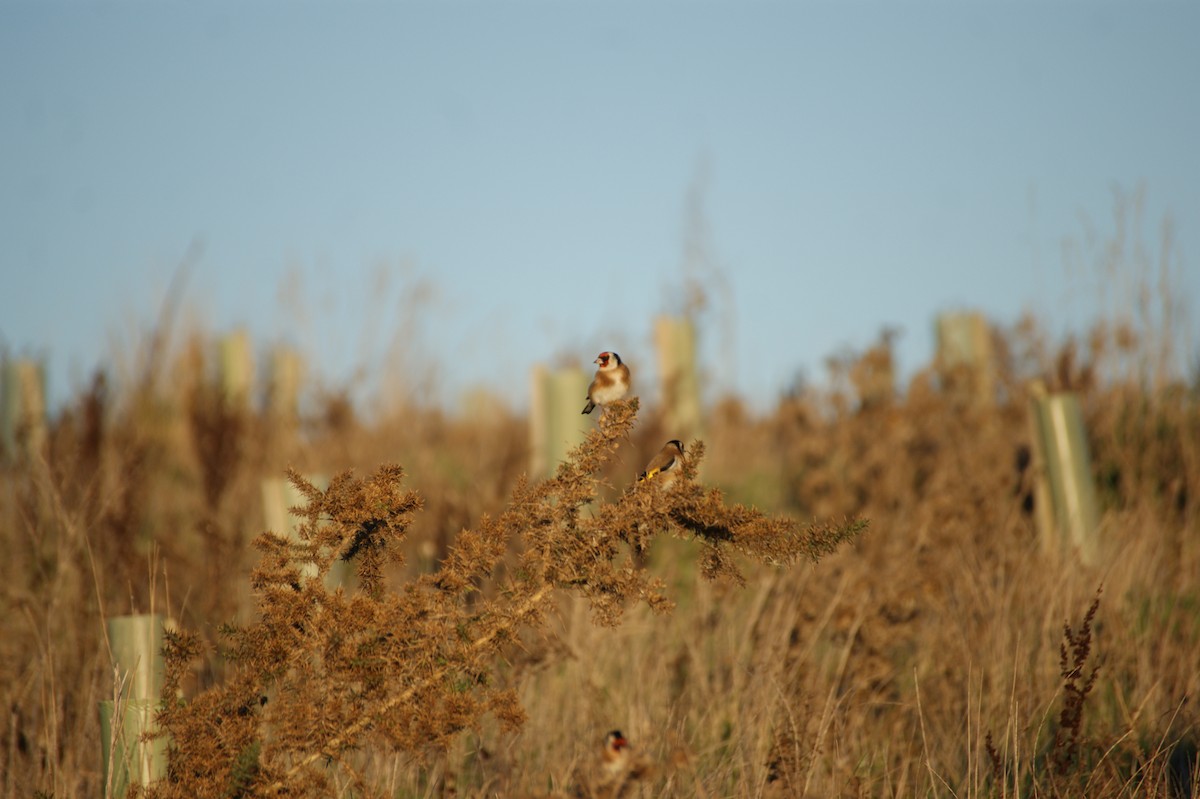 ゴシキヒワ - ML646123711