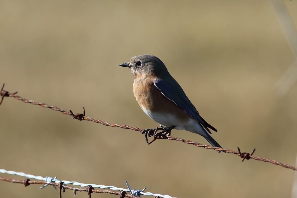 Eastern Bluebird - ML646123717