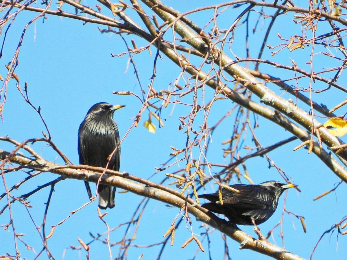 Spotless Starling - ML646123718