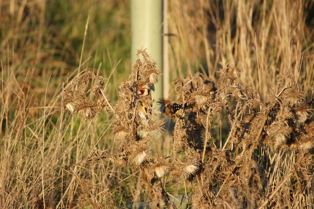 ゴシキヒワ - ML646123720