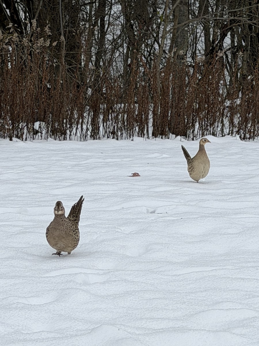 Faisan de Colchide - ML646123721