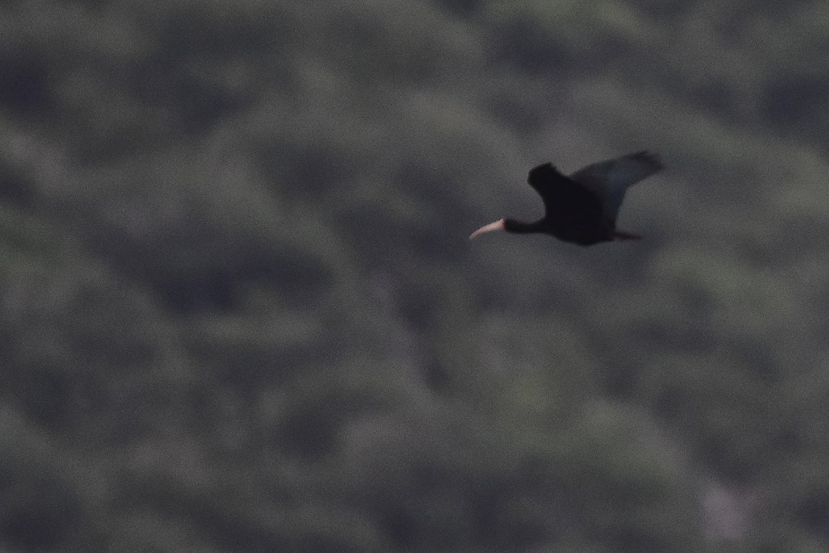 Ibis Afeitado - ML646123723