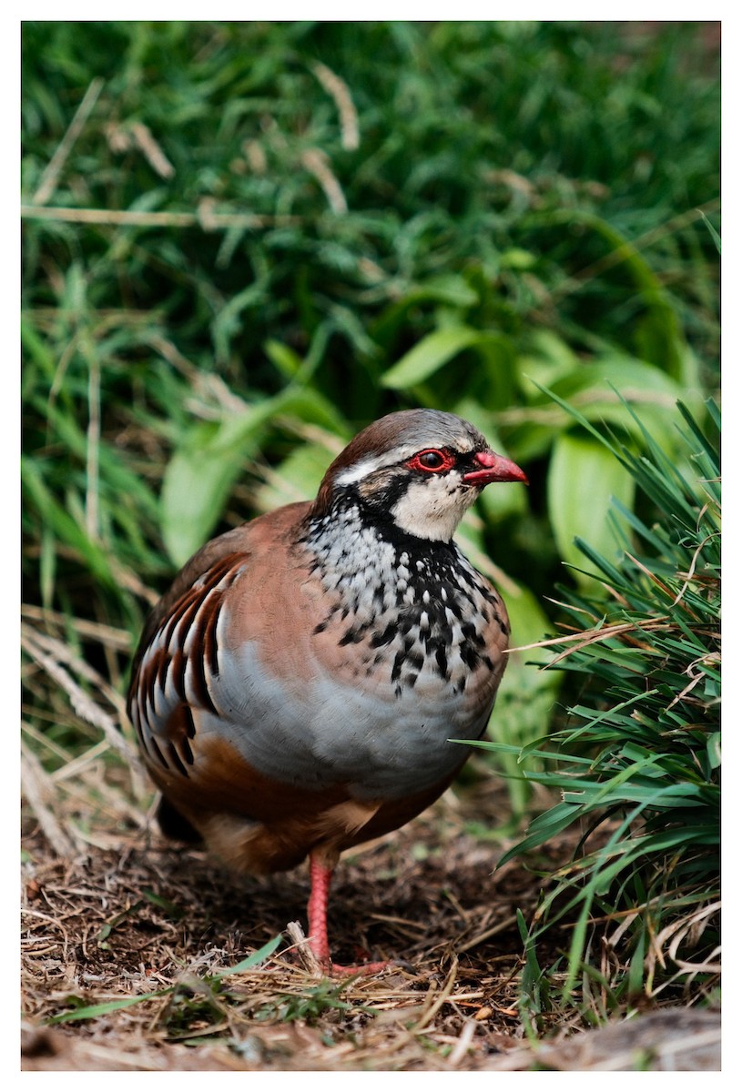 Red-legged Partridge - ML646123724