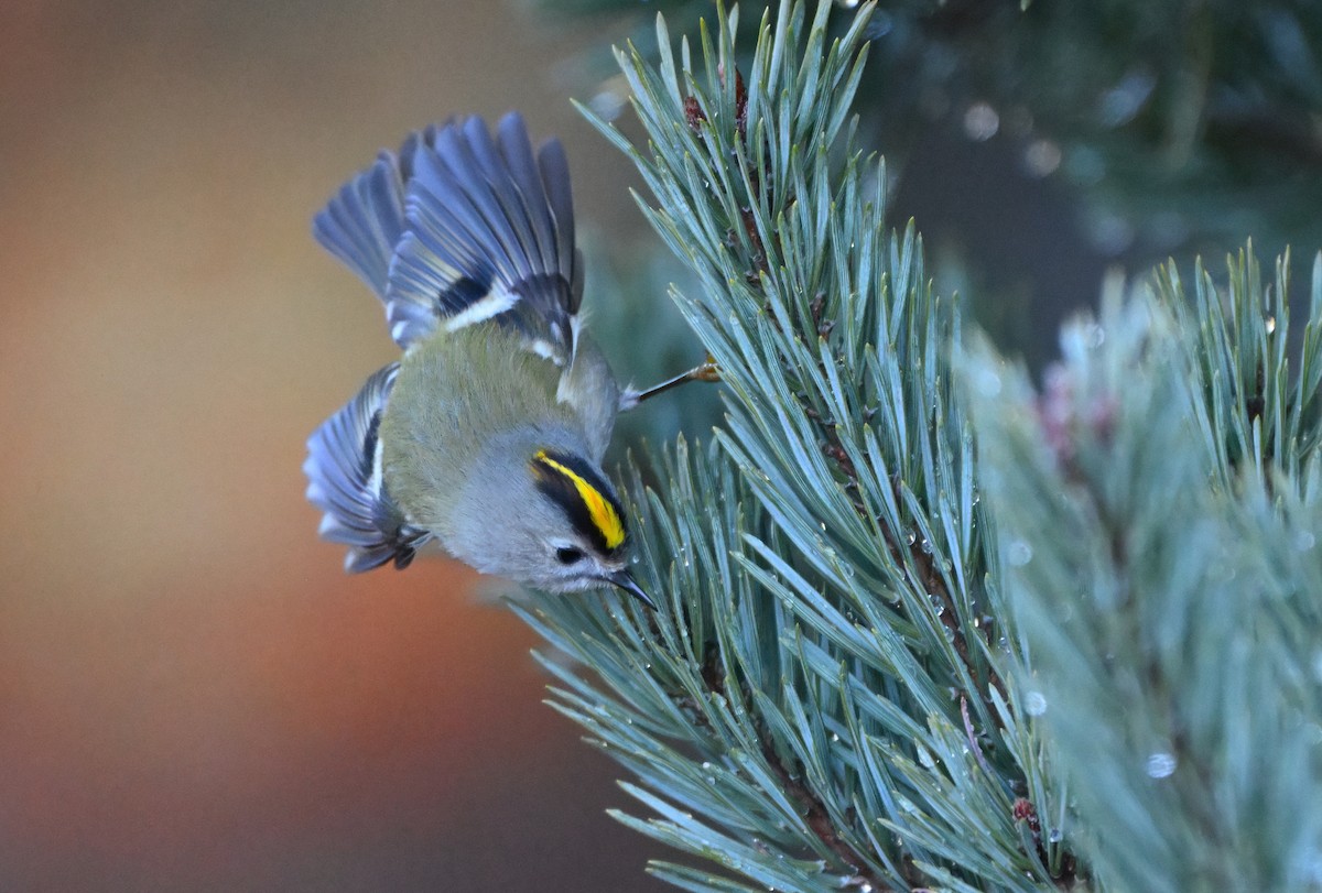 Goldcrest - ML646123726