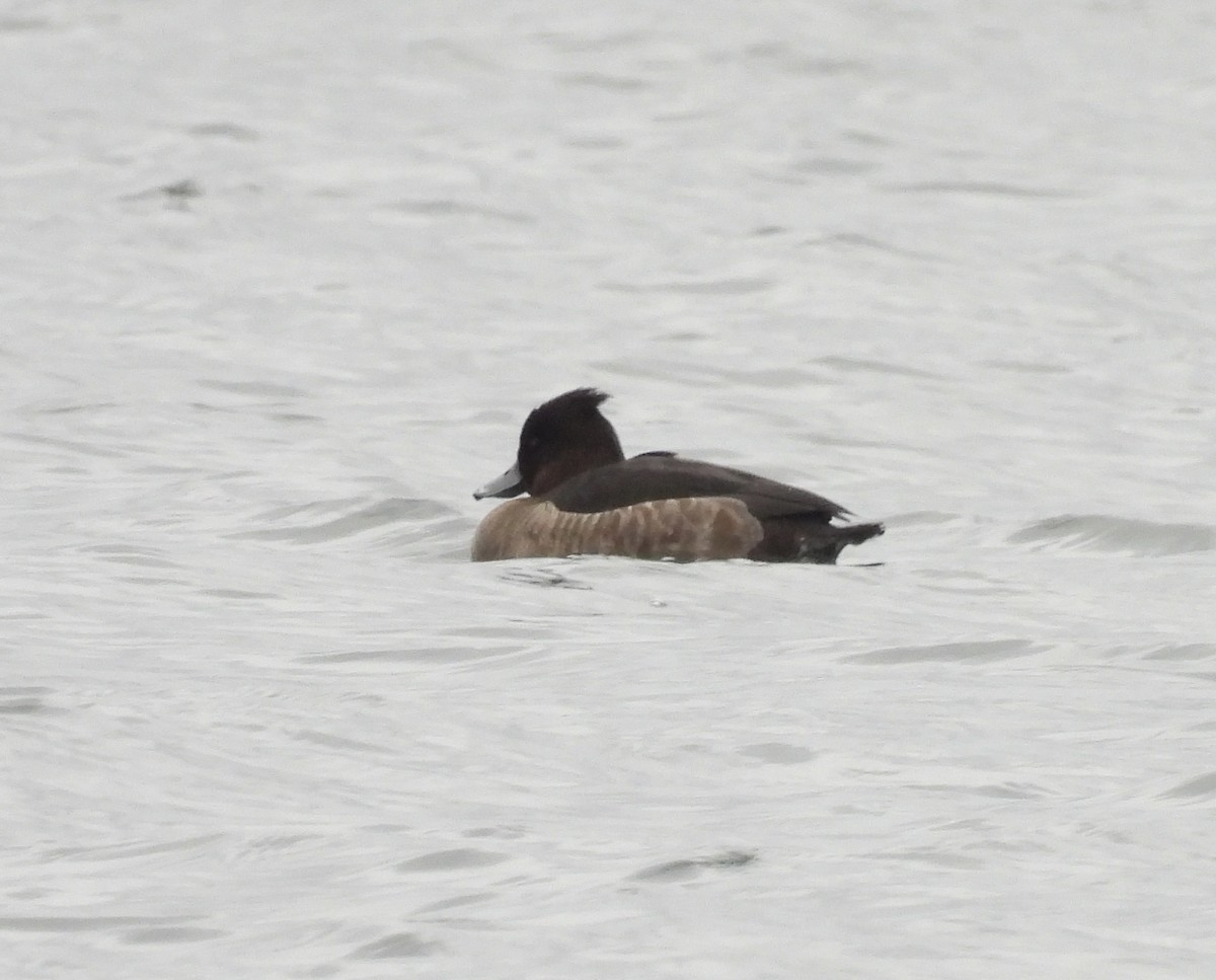 Tufted Duck - ML646123729
