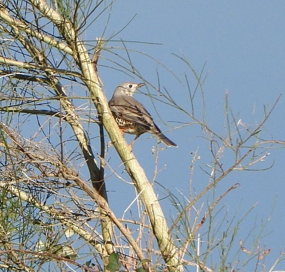 Mistle Thrush - ML646123731