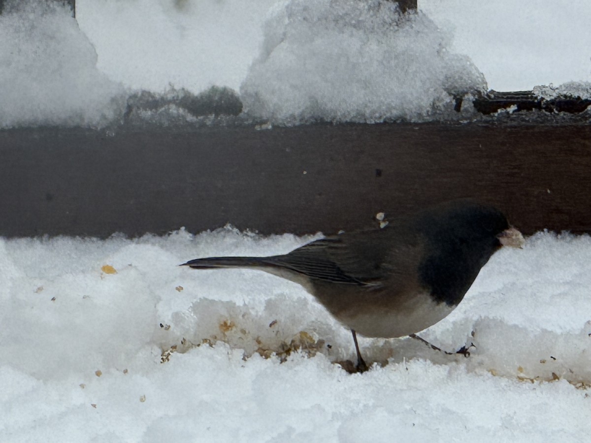 Dark-eyed Junco (Oregon) - ML646123732
