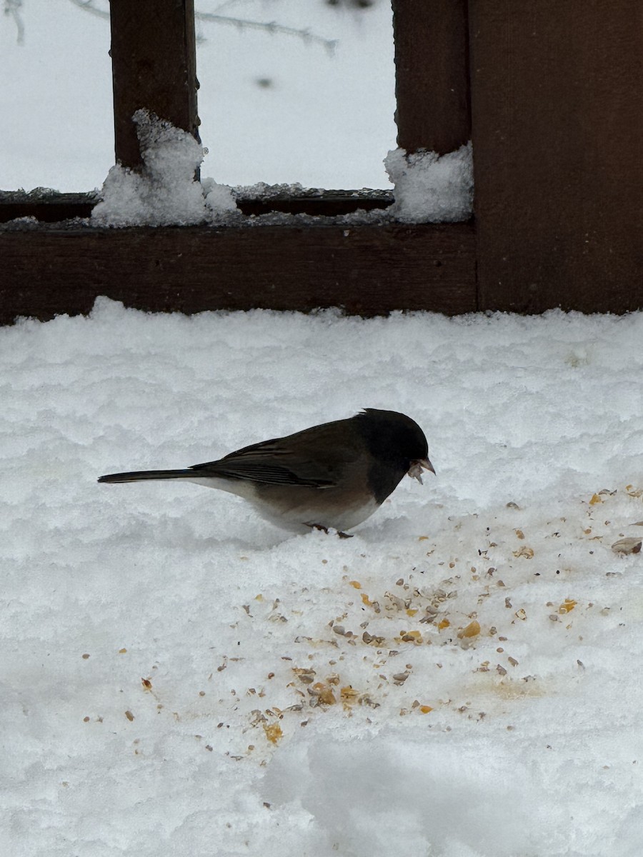 Dark-eyed Junco (Oregon) - ML646123733