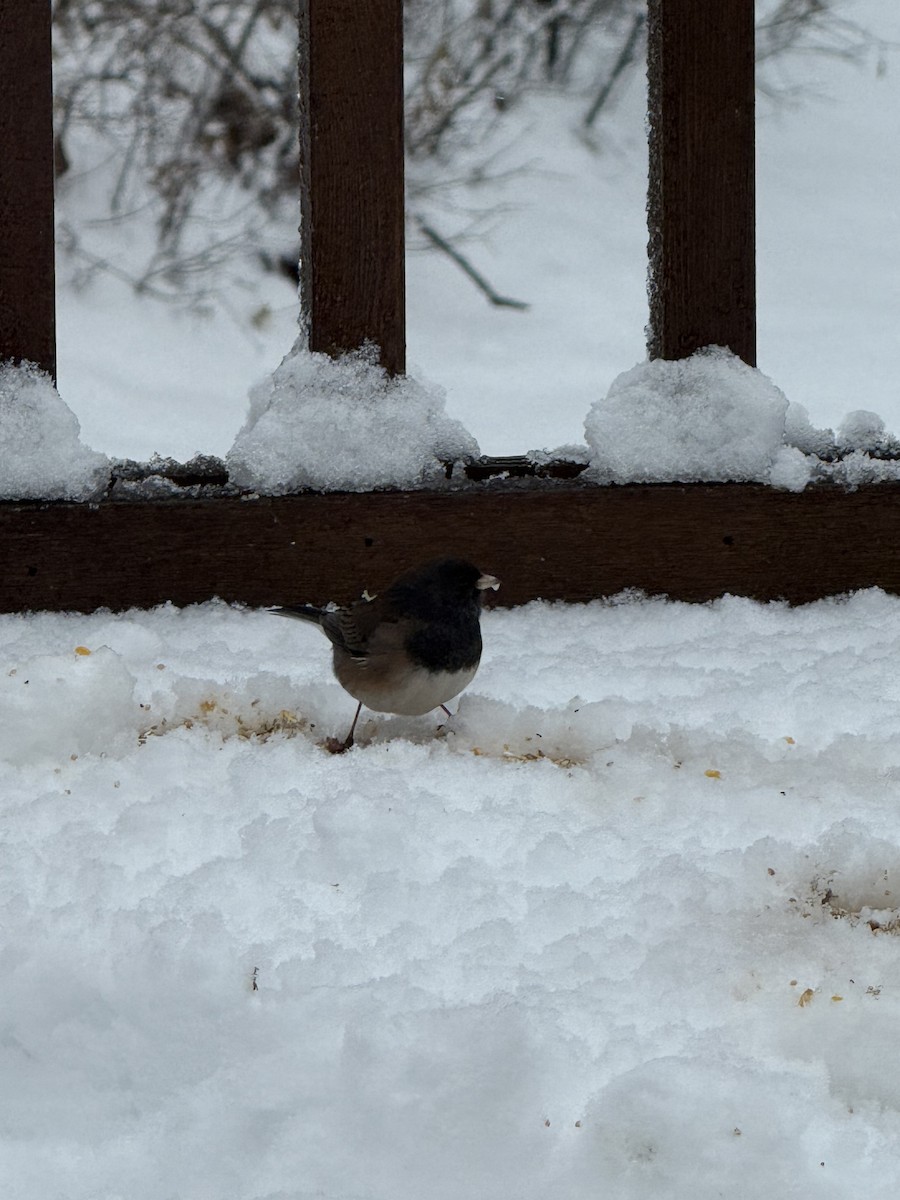 Dark-eyed Junco (Oregon) - ML646123734