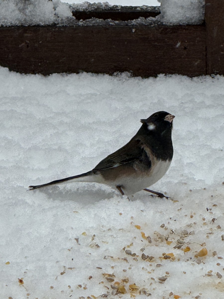 Dark-eyed Junco (Oregon) - ML646123735