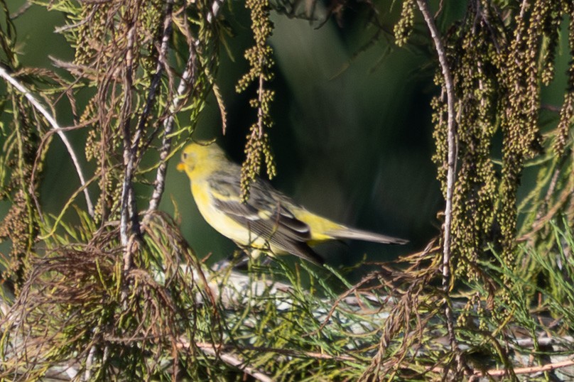 Western Tanager - ML646123736