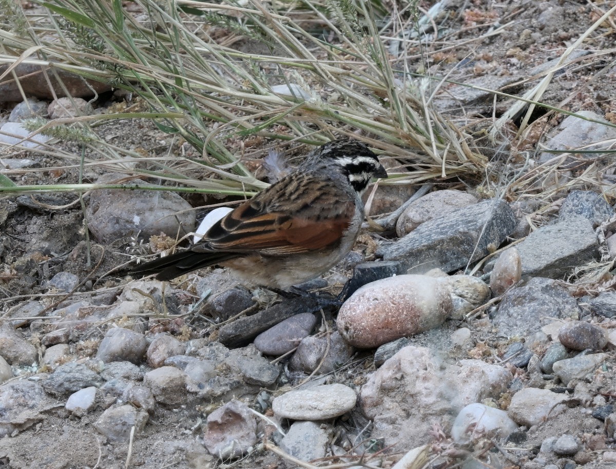 Bruant du Cap - ML646123739