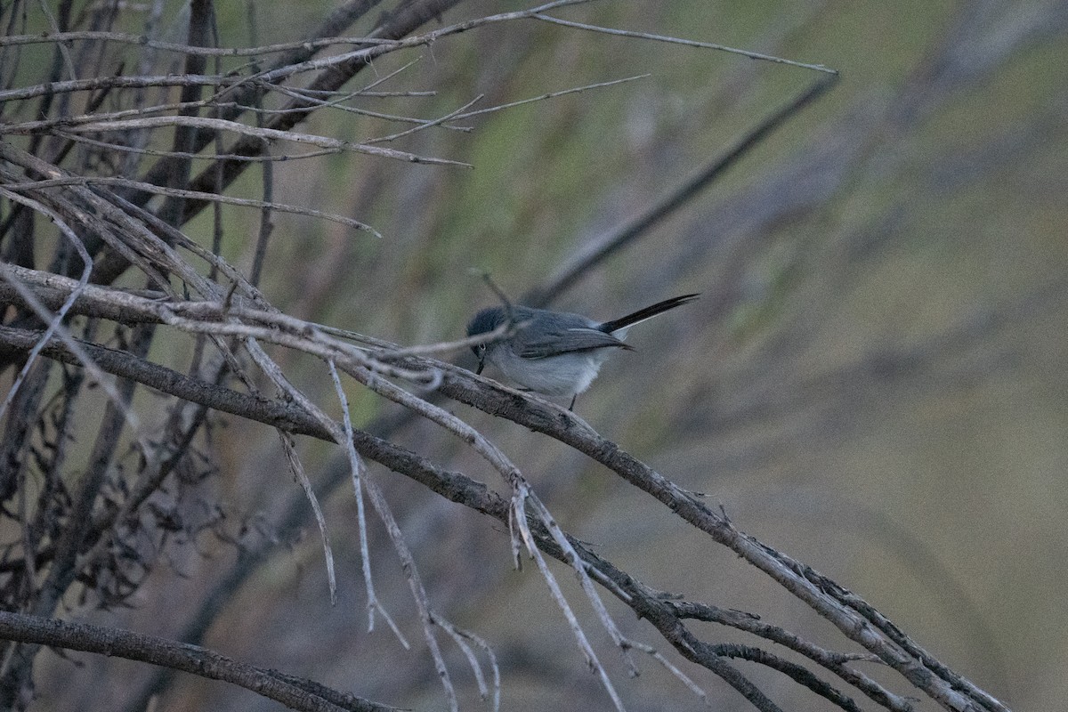Gobemoucheron gris-bleu - ML646123740