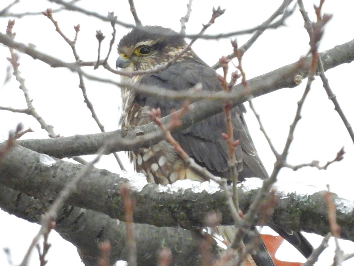 Faucon émerillon - ML646123741