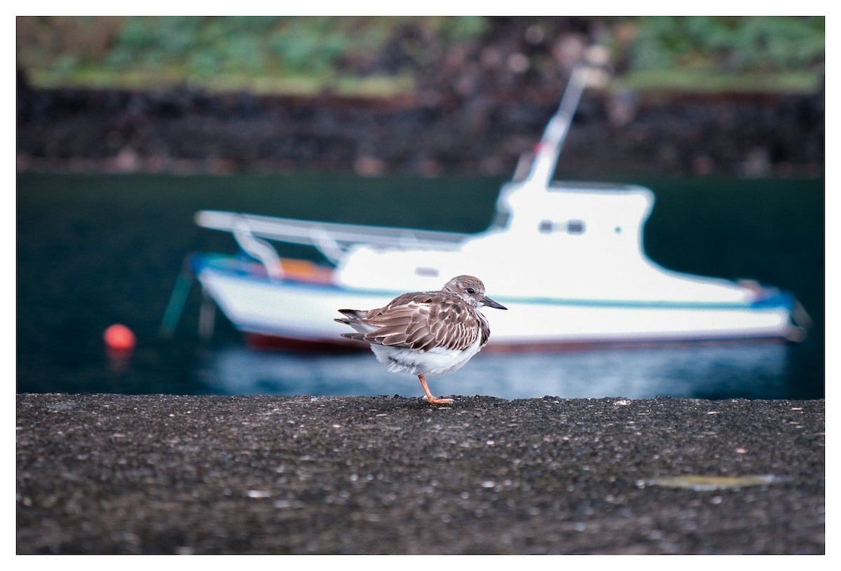 Tournepierre à collier - ML646123742