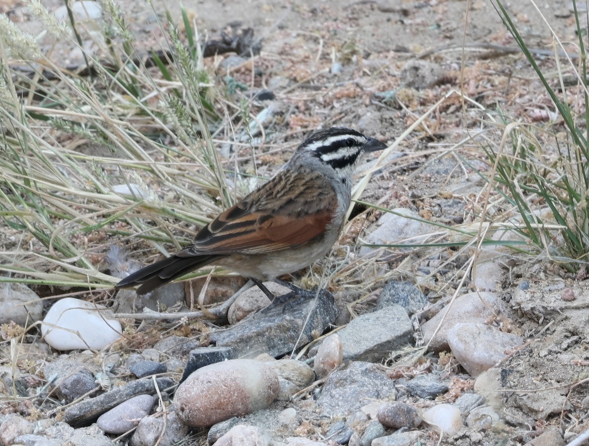 Bruant du Cap - ML646123745