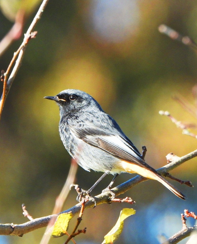 Rougequeue noir - ML646123750