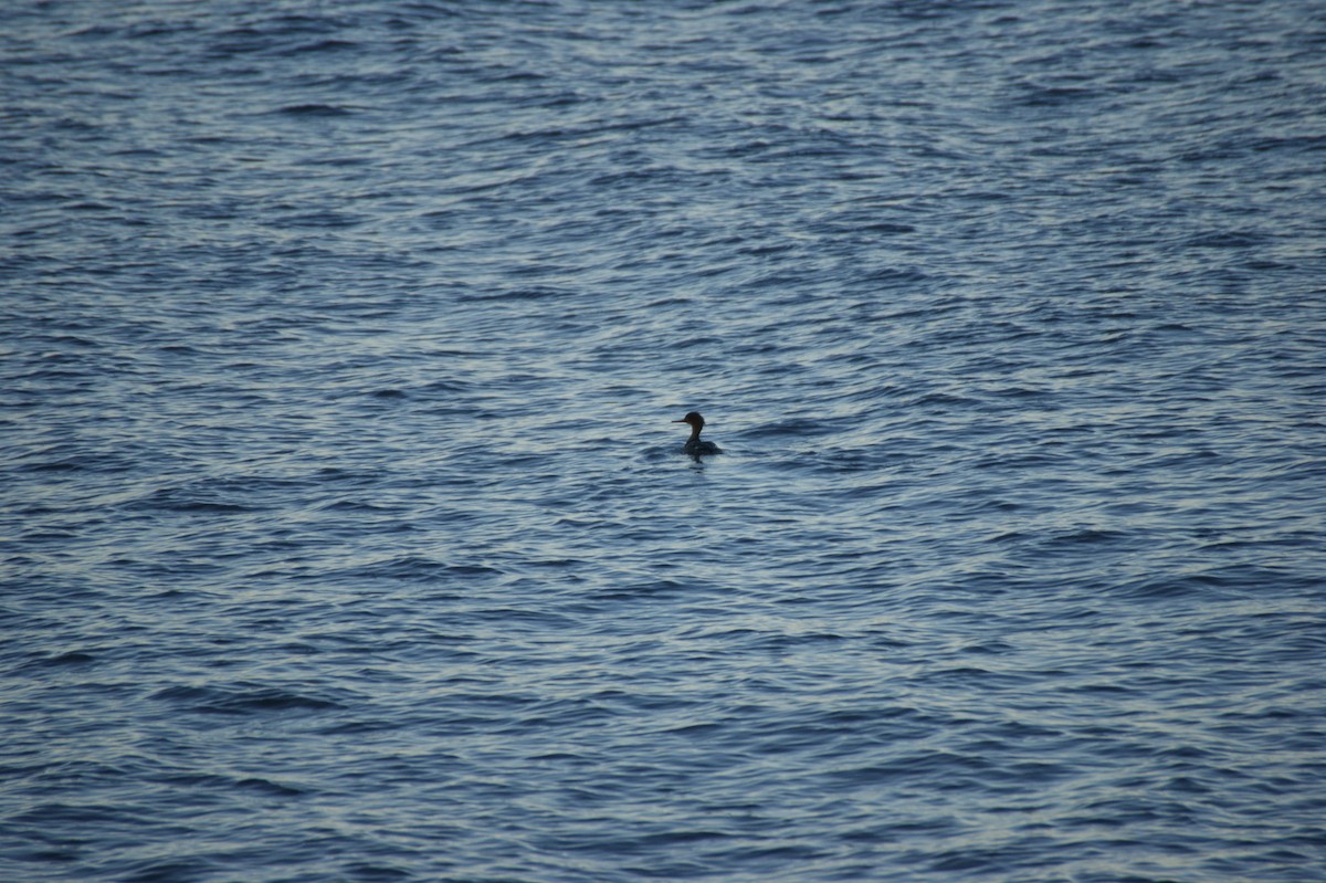 Harle huppé - ML646123751