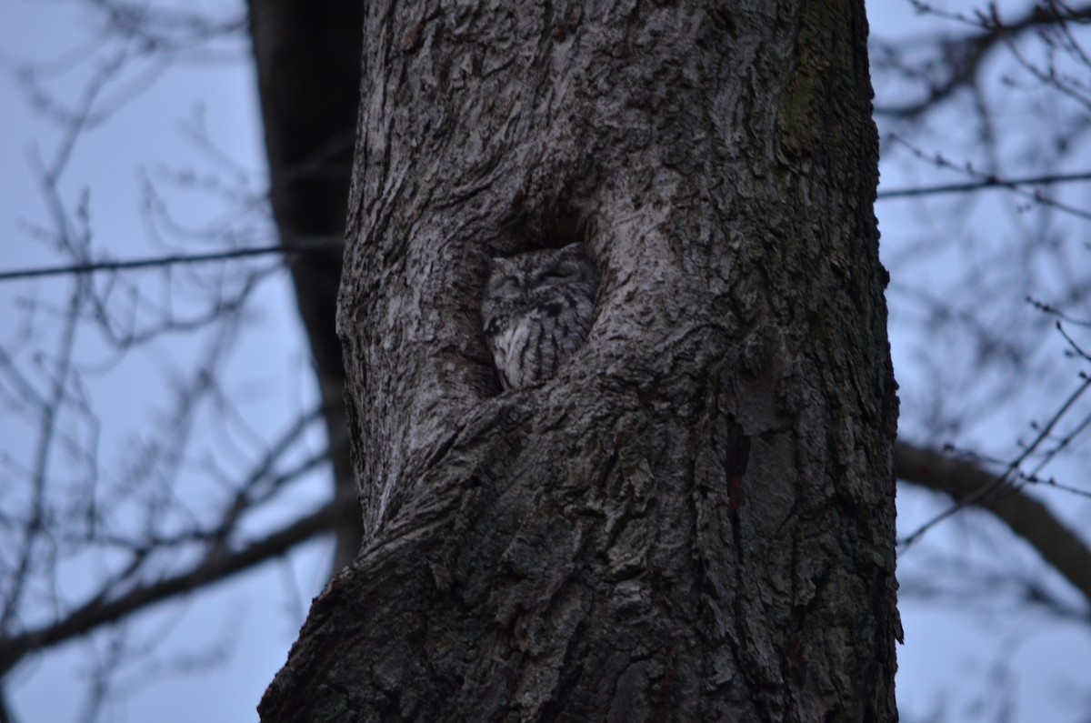 Petit-duc maculé - ML646123754