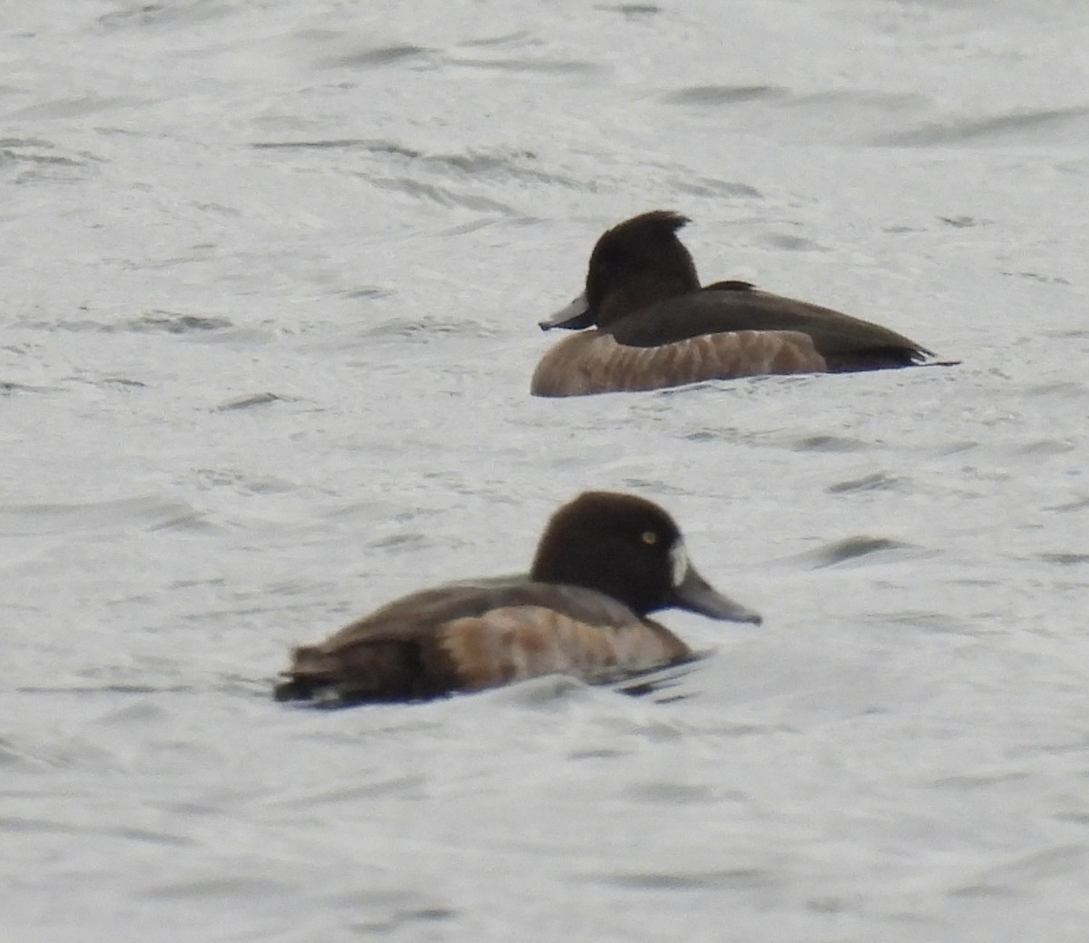 Tufted Duck - ML646123755