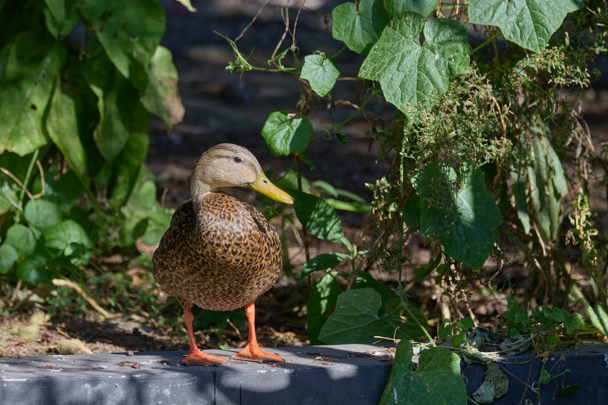 Canard du Mexique - ML646123757