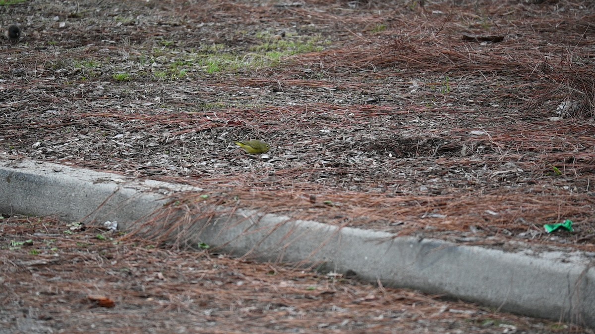 Paruline verdâtre - ML646123758