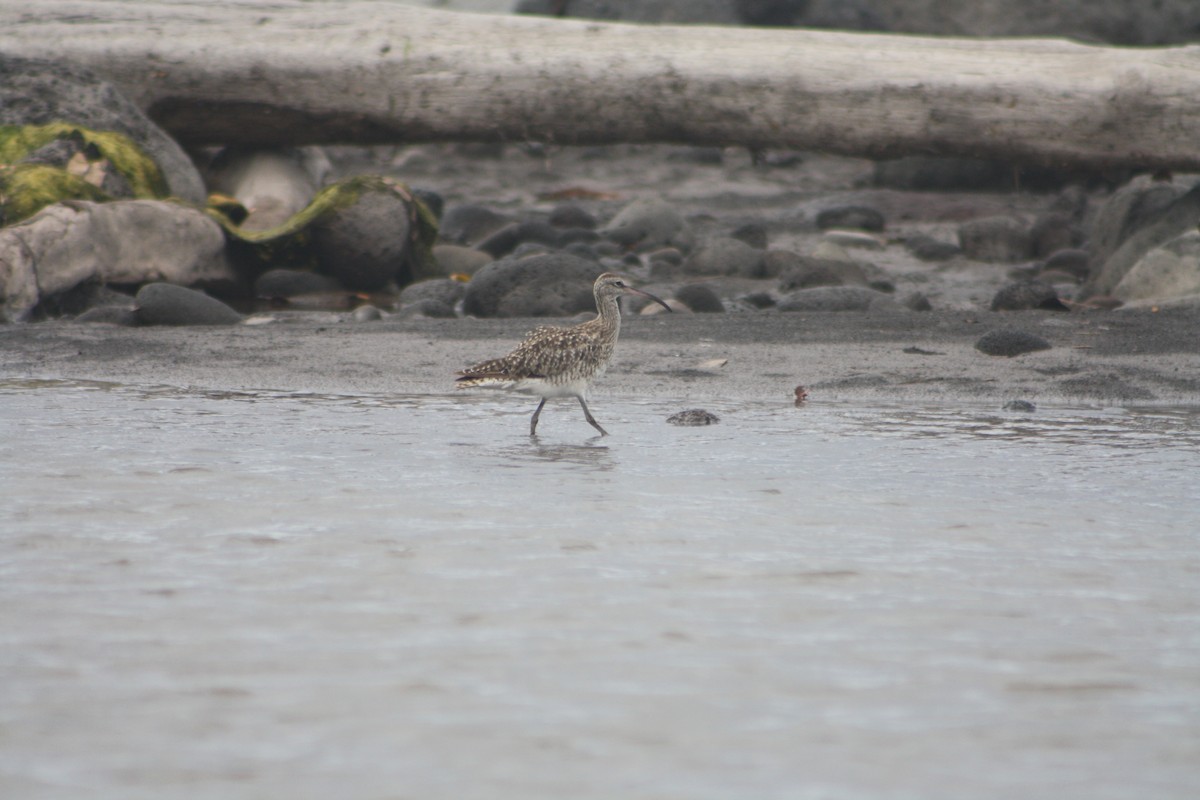 Courlis corlieu - ML646123761