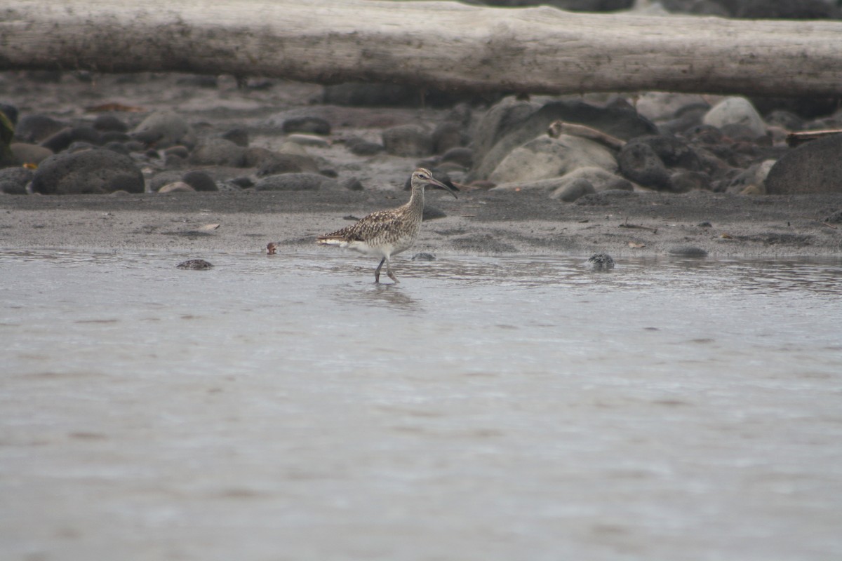 Courlis corlieu - ML646123762