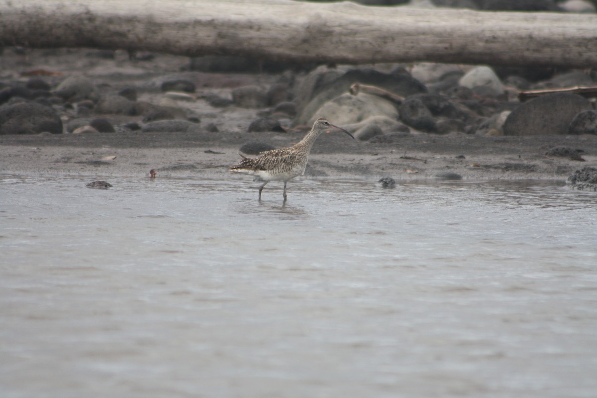 Courlis corlieu - ML646123763