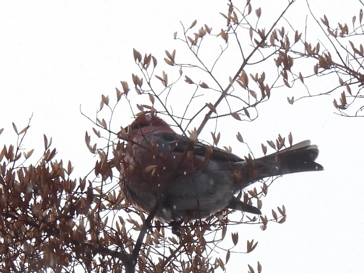Durbec des sapins - ML646123764