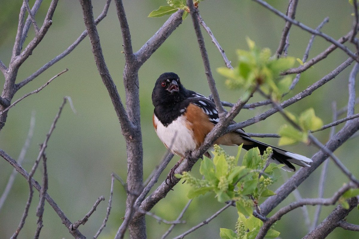 Tohi tacheté - ML646123765