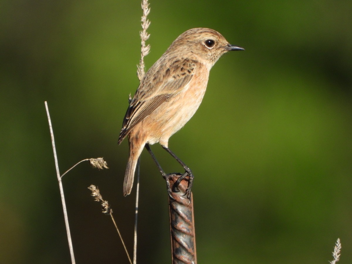 Tarier pâtre - ML646123767