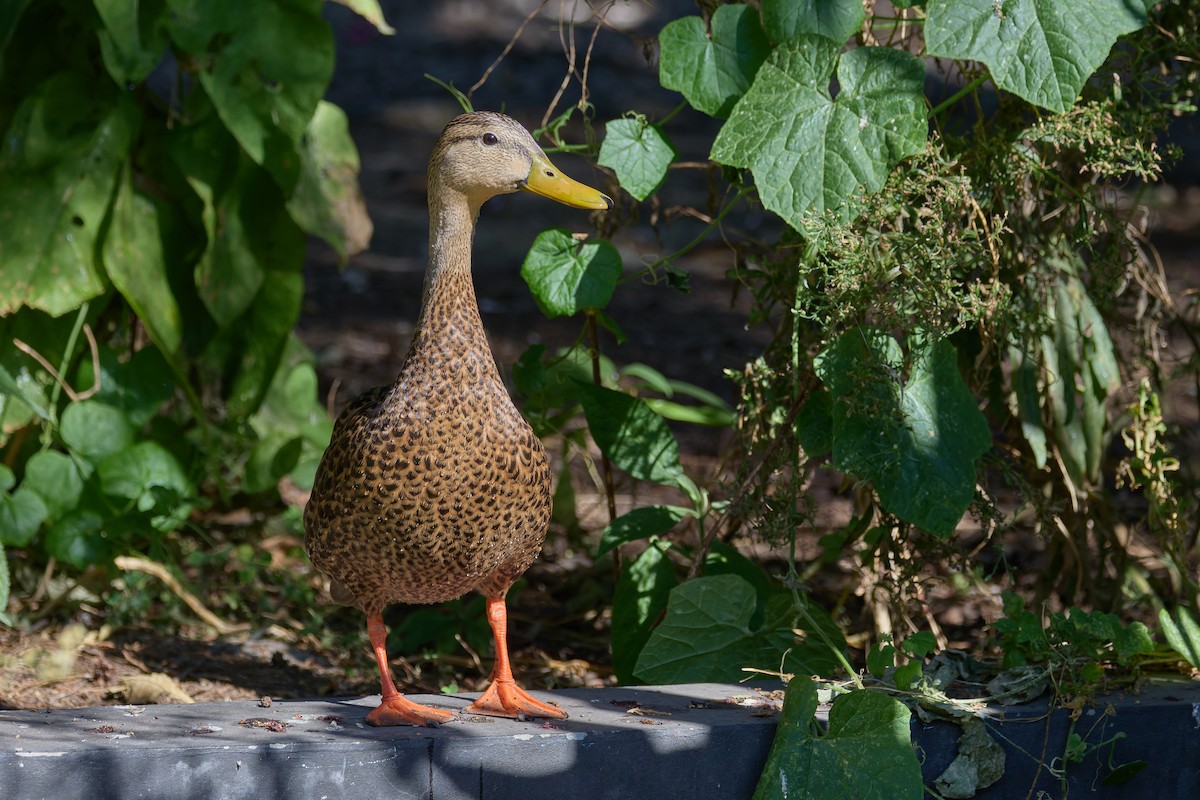 Canard du Mexique - ML646123768